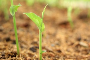 Plants on soil with natural